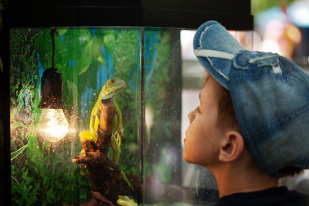 The boy looks at an iguana sitting in an aquarium. Iguana looks at the boy.の写真素材