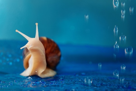 Snail on a blue background among the water droplets.の写真素材