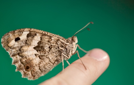 Butterfly sits on the finger of a child. Green backgroundの写真素材