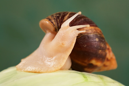 Achatina Giant snail is on cabbages  Close-upの写真素材