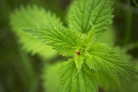 Little ladybug is on the big green leaf plants.の写真素材