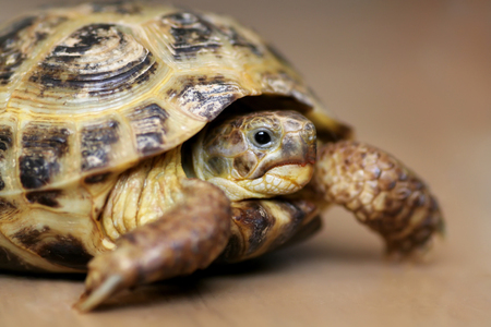 Tortoise looking at the camera. Close-up.Indoors.の写真素材