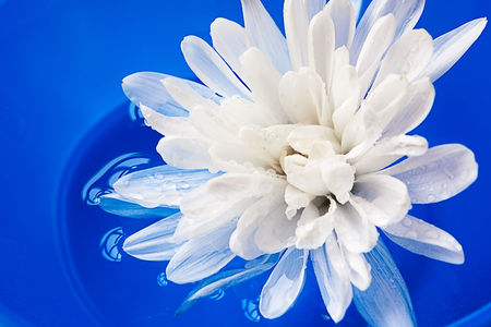White chrysanthemum are on a blue backgroundの写真素材