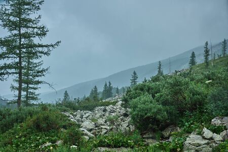 Mountain landscape. Stones, trees, bushes, grass, cloudy sky.