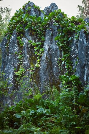 outcrops rising in the middle of the taiga to a height of 10-15 mの写真素材