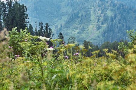 grass in the meadow. The slope of a mountain covered with forest is in the background.