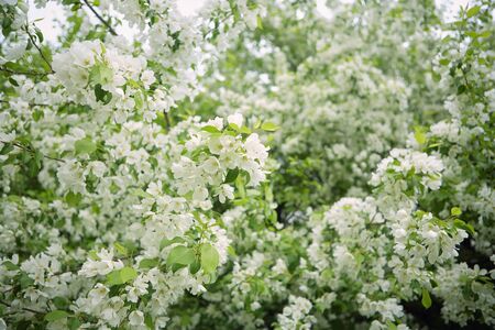 blooming forest apple tree with spreading crown and white flowersの写真素材