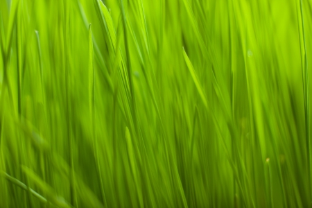 abstract background green grassの写真素材