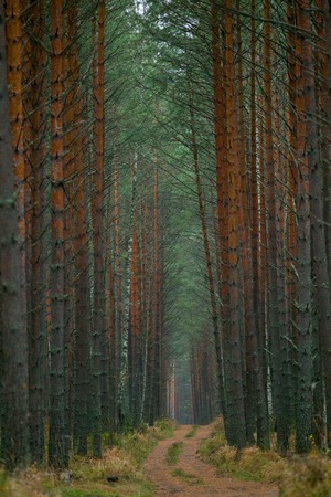 fog road among pine trees