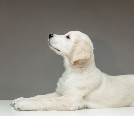 golden retriever puppy lying and looking upの写真素材