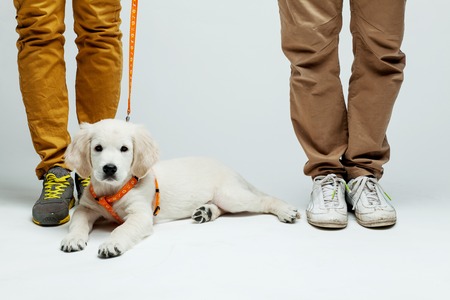 golden retriever puppy at the feet of mastersの写真素材