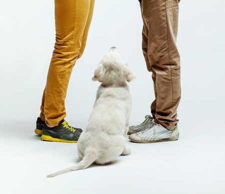 golden retriever puppy at the feet of mastersの写真素材