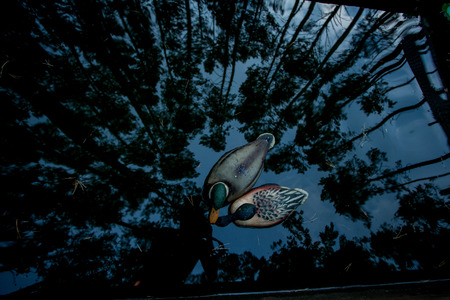 duck in water with a reflective pinesの写真素材