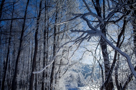 winter forest in the form of missed first trimester crown on the hills of Kamchatkaの写真素材