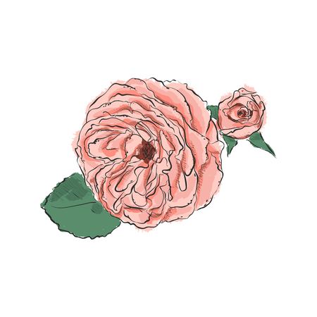 Hand draw of flower. Vector illustration on a white background.のイラスト素材