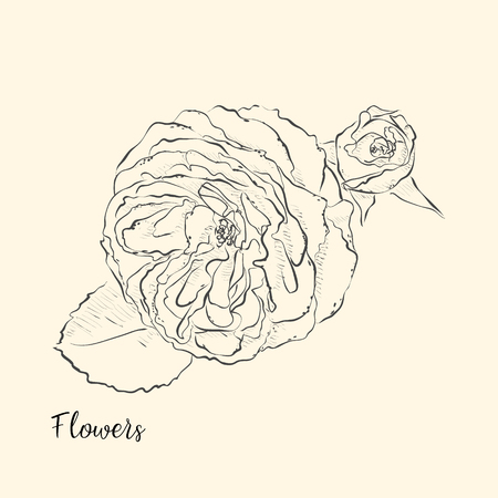 Hand draw of flower. Vector illustration.のイラスト素材
