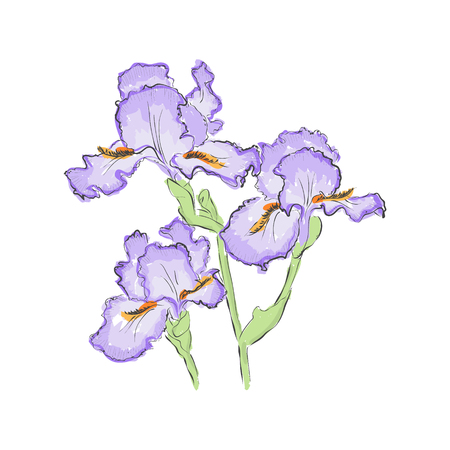 Hand draw of flower. Vector illustration on a white background.のイラスト素材