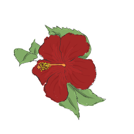 Hand draw of flower. Vector illustration on a white background.のイラスト素材