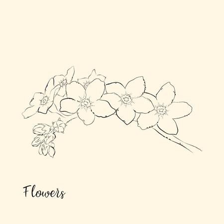 Hand draw of flower. Vector illustration.のイラスト素材