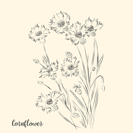 Hand draw of flower. Vector illustration.のイラスト素材