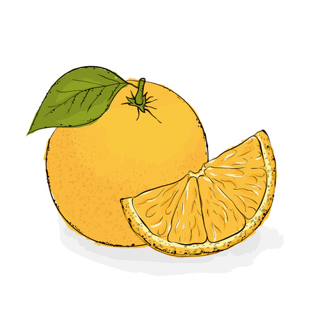 Ripe juicy orange hand drawn vector illustration on a white background.のイラスト素材