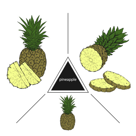 Set of tropical fruits: pineapple, pineapple slices. Vintage style. Hand drawn sketch on white background. Design elements for banner, cover, label, package, promoteのイラスト素材