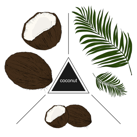 Set of tropical fruits: coconuts and leaves. Vintage style. Hand drawn sketch on white background. Design elements for banner, cover, label, package, promote. のイラスト素材