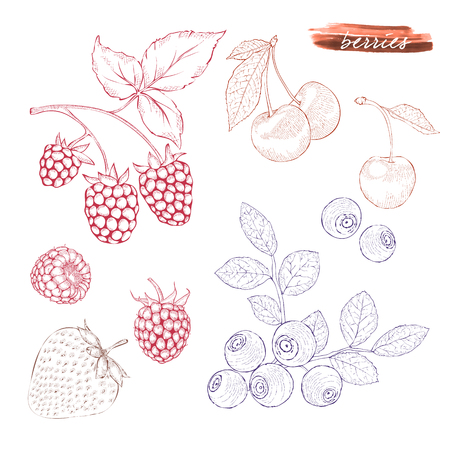 A set of berries: raspberries, blueberries, strawberries and cherries.. Hand drawn harvest sketch set.  Engraved drawing. Design elements for banner, cover, label, package, promote. のイラスト素材