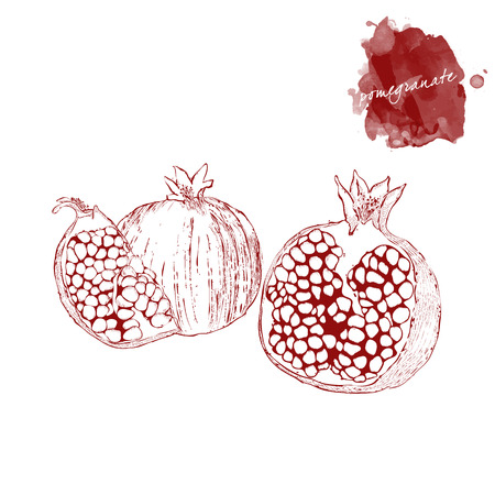 A whole pomegranate and a piece of ripe pomegranate on a white background.  Hand drawn harvest sketch set.  Engraved drawing. Design elements for banner, cover, label, package, promote. のイラスト素材