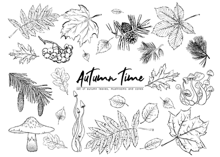 Autumn vector set with leaves, berries, fir cones,  mushrooms. Detailed forest botanical elements for decoration. Vintage fall seasonal decor. Oak, maple, chestnut leaf drawing.のイラスト素材