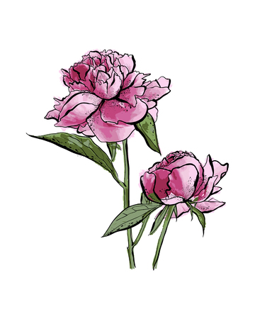 Peonies and leaves, watercolor, can be used as greeting card, invitation card for wedding, birthday and other holiday and summer backgroundのイラスト素材