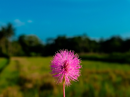 Mimosa Pudica Flowerの写真素材