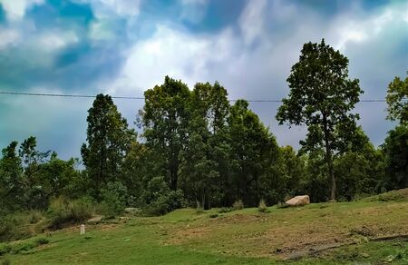 forest with beautiful trees and rainy cloud