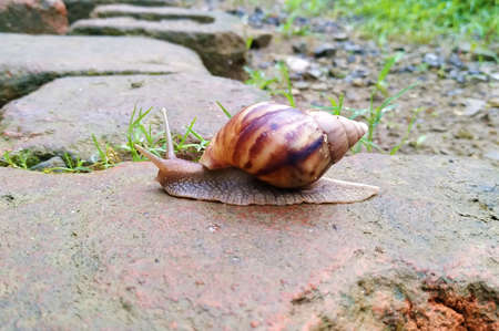 A beautiful walking land snail