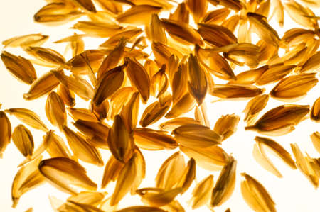 Rice is the most consumed cereal by the human population in the world and is the basis of Asian cuisine. It is the main food for about half of the world's populationの写真素材