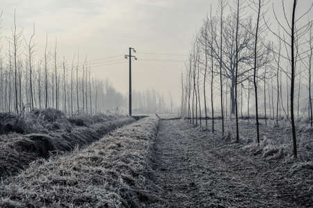 Mortara -12/30/2011: po valley winter field landscape covered with frost