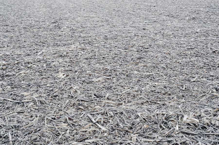 Gravellona Lomellina - 12/30/2011: a field covered with corn cobsの写真素材