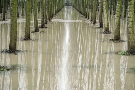 Gravellona Lomellina - 03/17/2011: flooded poplar groveの写真素材