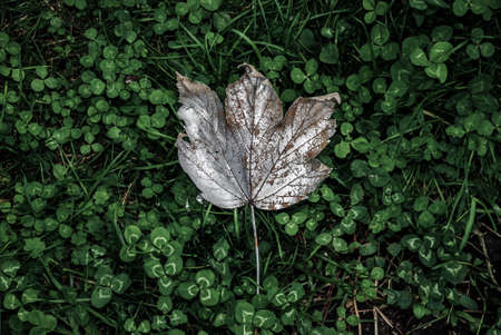 venezia 11/06/2008: autumn leaf in a trifoil grassの写真素材