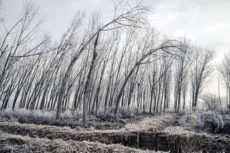 Mortara -12/30/2011: close up of po valley poplar trees covered with frostの写真素材