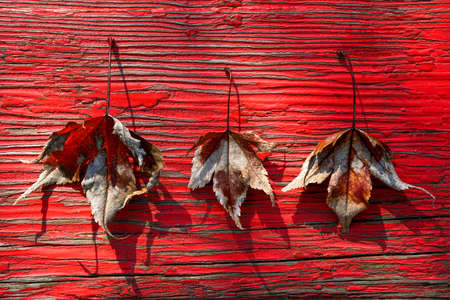 three autumn leaves on a wooden plank with peeling red paintの写真素材