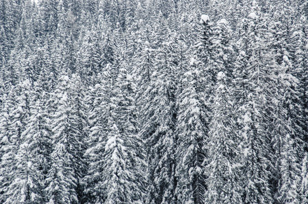 Madonna di Campiglio, Trentino Alto Adige, Italy - 01/28/06: a forest snow-covered pines in winterの写真素材