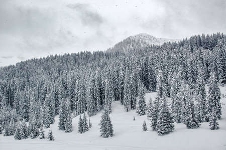 Madonna di Campiglio, Trentino Alto Adige, Italy - 01/28/06: the Dolomites and a forest snow-covered pines in winterの写真素材