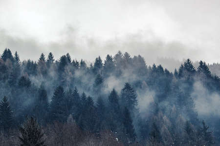 Madonna di Campiglio, Trentino Alto Adige, Italy - 01/28/06: pine forest with fog and Dolomites mountains on backgroundの写真素材