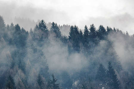 Madonna di Campiglio, Trentino Alto Adige, Italy - 01/28/06: pine forest with fog and Dolomites mountains on backgroundの写真素材