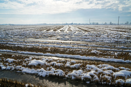 Rice field landscape with brigh light in winter in north italyの写真素材