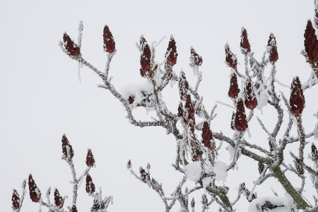 Tree branches with buds covered with snowの写真素材