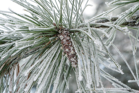 Pine tree  branches with pine covered with snowの写真素材