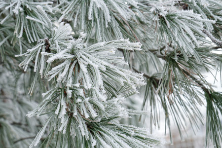 Pine tree  branches covered with snowの写真素材