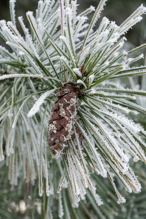 Pine tree  branches with pine covered with snowの写真素材